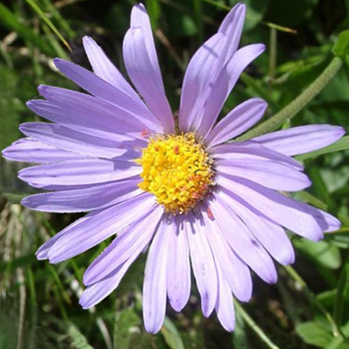 ASTER ALPINUS seed image