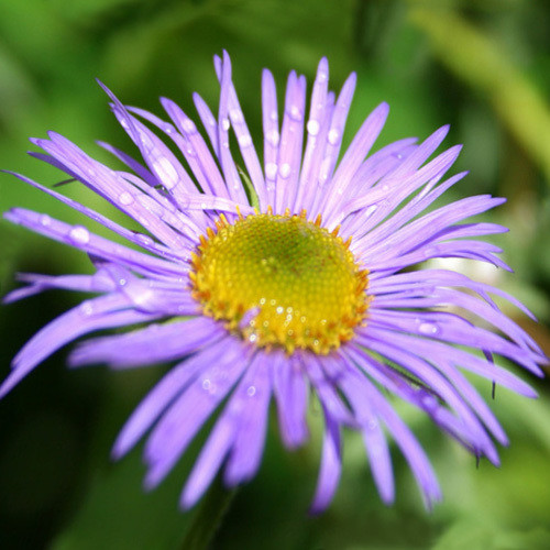 ASTER STRACHEYI seed image