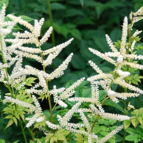 ASTILBE CHINENSIS 'WHITE CLOUD' seed image