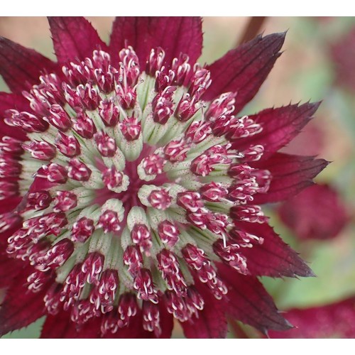 ASTRANTIA MAJOR CARMINE CROWN seed image