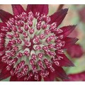 ASTRANTIA MAJOR CARMINE CROWN seed image