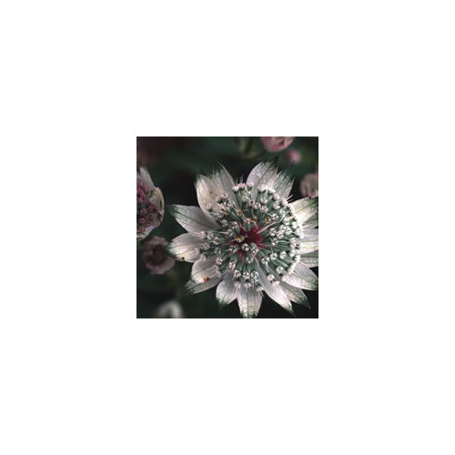 ASTRANTIA MAJOR subsp INVOLUCRATA 'SHAGGY' seed image