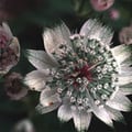 ASTRANTIA MAJOR subsp INVOLUCRATA 'SHAGGY' seed image