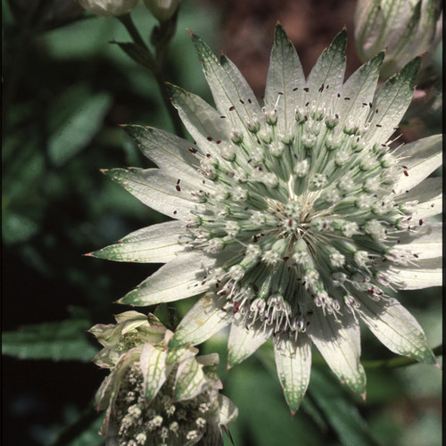 ASTRANTIA MAJOR seed image