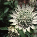 ASTRANTIA MAJOR seed image