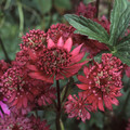 ASTRANTIA MAJOR GILL RICHARDSON seed image