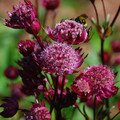 ASTRANTIA MAJOR 'RUBY WEDDING SERIES' seed image