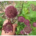 ASTRANTIA MAJOR 'SUPERNOVA' seed image