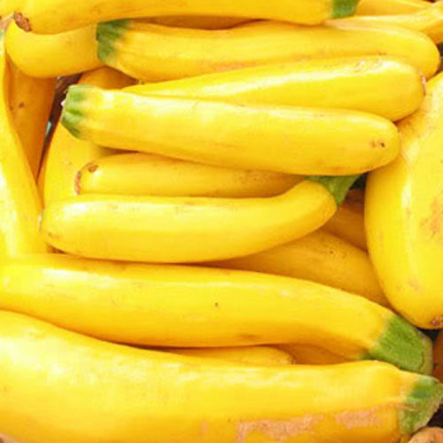 COURGETTE ATENA POLKA F1 seed image