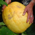 PUMPKIN ATLANTIC GIANT seed image