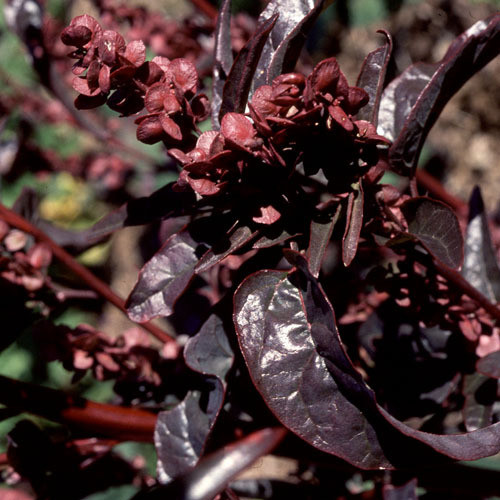 ATRIPLEX HORTENSIS var. RUBRA seed image