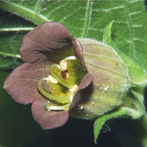 BELLADONNA SEEDS seeds) (DEADLY NIGHTSHADE, DWALE) - World Seeds