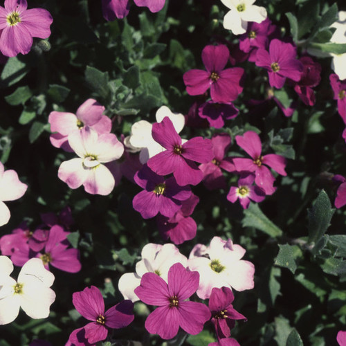 AUBRIETA BEST ROCKERY MIX seed image