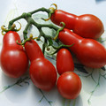 TOMATO AUSTIN'S RED PEAR seed image
