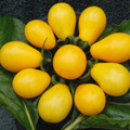 TOMATO AUSTIN'S YELLOW PEAR seed image
