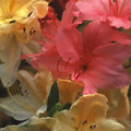 AZALEA EXBURY HYBRIDS seed image