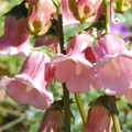 AZORINA VIDALII seed image