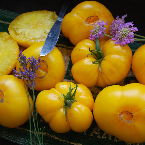 TOMATO AZOYCHKA seed image