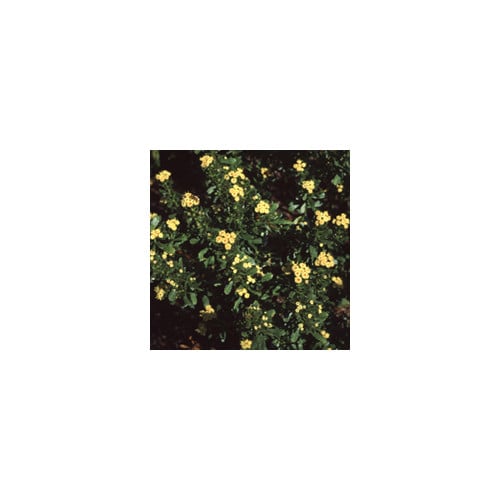 BACCHARIS 'SEA-FOAM' seed image