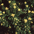 BACCHARIS 'SEA-FOAM' seed image