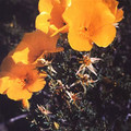 BALBISIA PEDUNCULARIS seed image