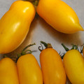 TOMATO BANANA LEGS seed image