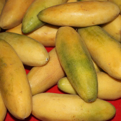 BANANA PASSION FRUIT seed image
