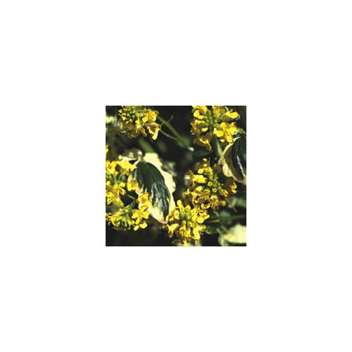 BARBAREA 'WINTER CREAM' seed image