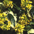 BARBAREA 'WINTER CREAM' seed image