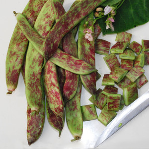 BEAN BORLOTTO LINGUA DI FUOCO seed image