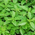 HERB BASIL BUSH seed image