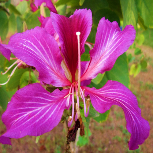 BAUHINIA PURPUREA seed image