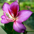BAUHINIA VARIEGATA seed image