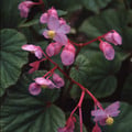 BEGONIA GRANDIS subsp EVANSIANA seed image