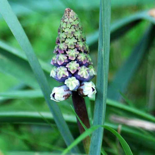 BELLEVALIA DUBIA seed image