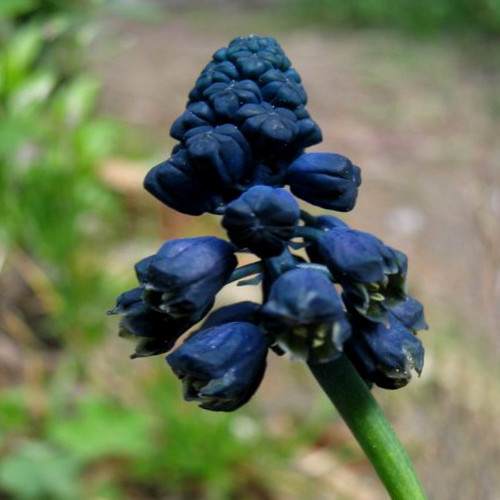 BELLEVALIA PARADOXA seed image