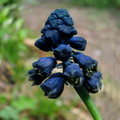 BELLEVALIA PARADOXA seed image
