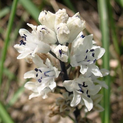 BELLEVALIA ROMANA seed image