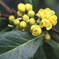 BERBERIS HYPOKERINA seed image