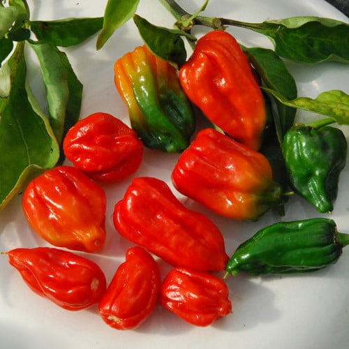 PEPPER BHUT JOLOKIA seed image