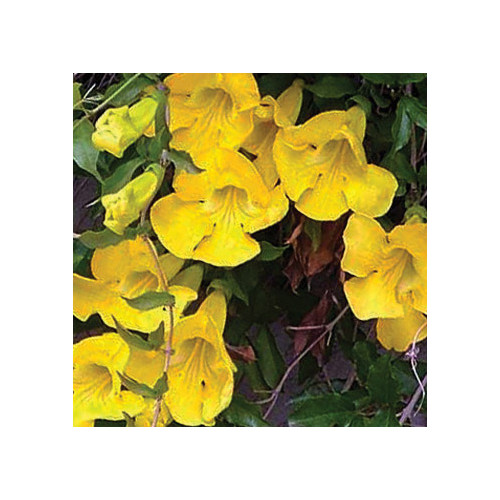 BIGNONIA UNGUIS-CATI seed image