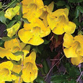 BIGNONIA UNGUIS-CATI seed image