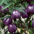 BILLARDIERA LONGIFLORA seed image