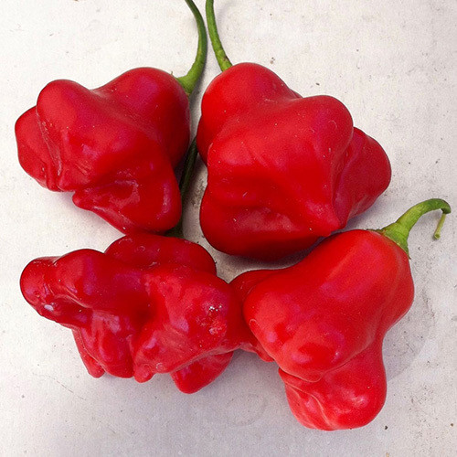 PEPPER BISHOP'S CROWN seed image