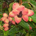 BIXA ORELLANA seed image