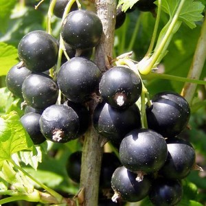 BLACK CURRANT  (RIBES NIGRUM) seed image