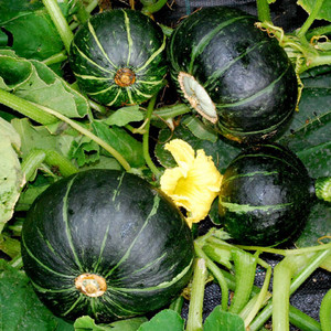SQUASH BLACK FOREST seed image