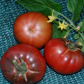 TOMATO BLACK KRIM seed image