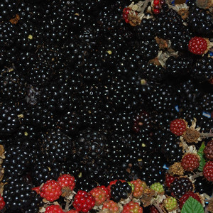 BLACKBERRY BRAMBLE seed image