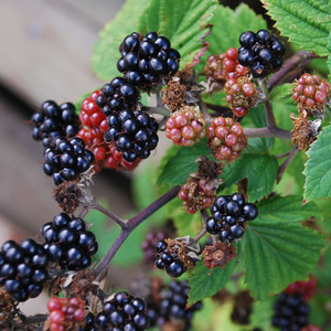 BLACKBERRY THORNLESS seed image